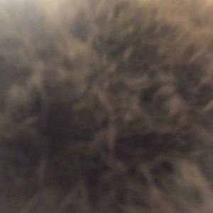 Meet your Posher, Shane